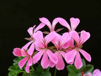 GERANIUM NISZCZY BAKTERIE i&nbsp;WIRUSY