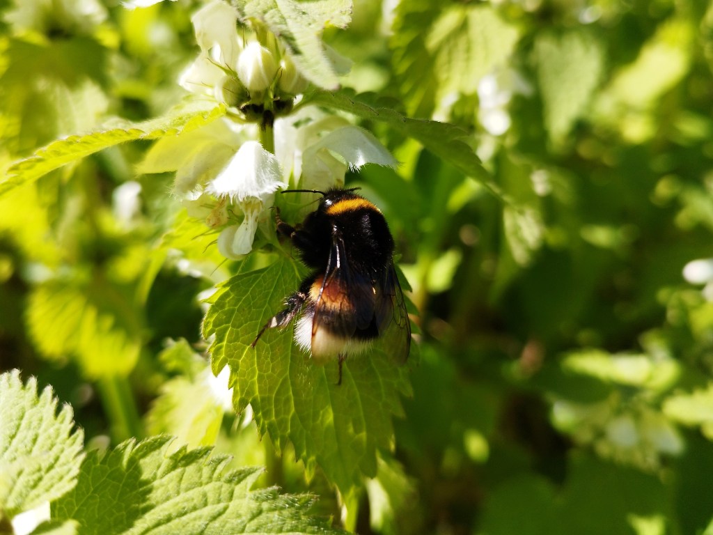 PSZCZOŁY GINĄ SZCZEGÓLNIE NA PÓŁNOCY&nbsp;EUROPY!