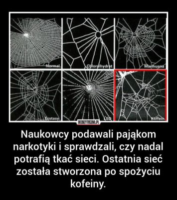 kofeina jest szkodliwa