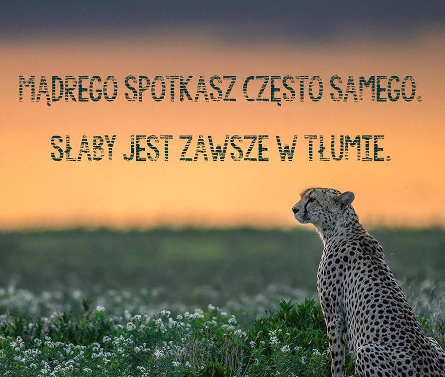 38284540_141765213404748_5940904776504967168_n