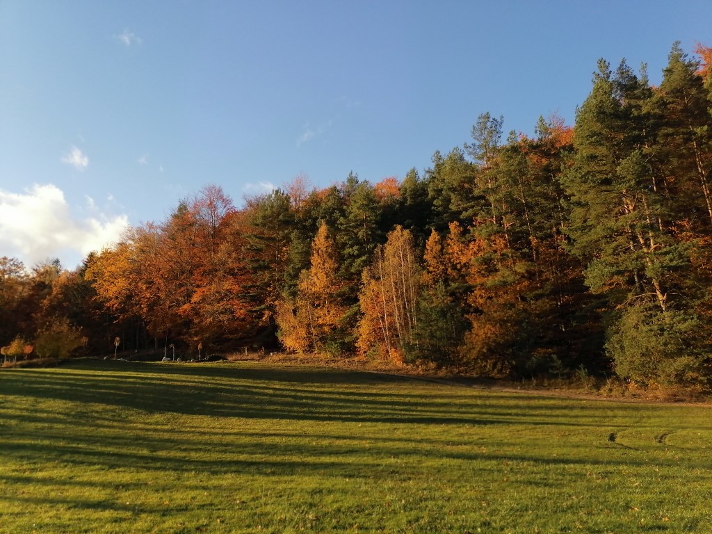 GDY W LESIE BYŁO JESZCZE KOLOROWO..&nbsp;[FOTO]