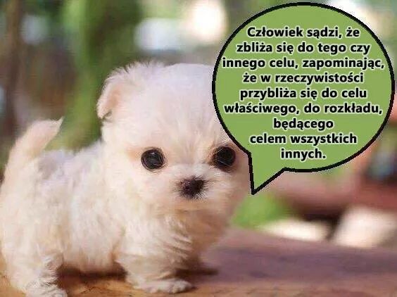 CZY DUCHOWOŚĆ NAPRAWDĘ ISTNIEJE?