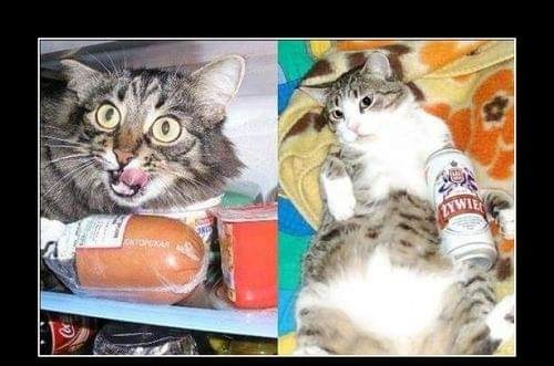 UPIŁEM SIĘ W TRUPA (!) PIWEM OKOCIM&nbsp;0%!