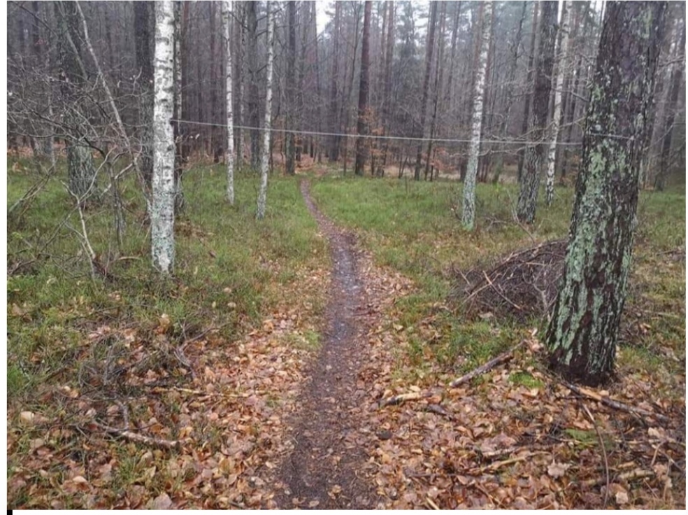 ROZJEŻDŻAŁ MOTOREM LAS, ZGINĄŁ NA&nbsp;MIEJSCU!