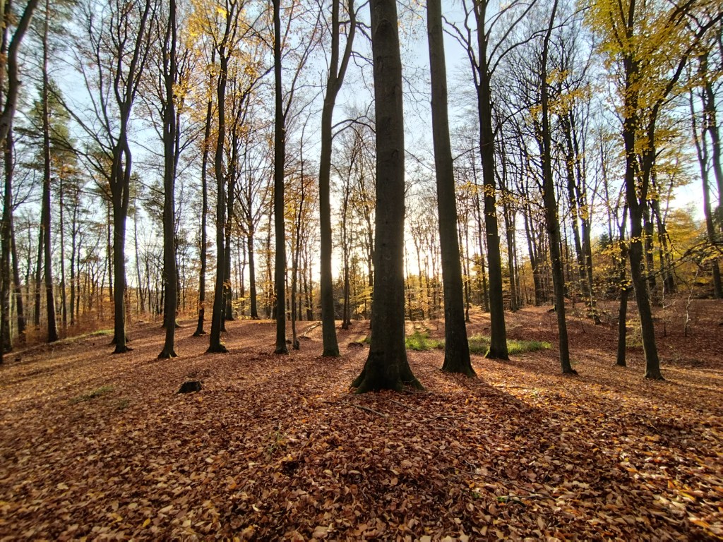 CZY POMOŻESZ DZIAŁAĆ STRONIE W LISTOPADZIE?