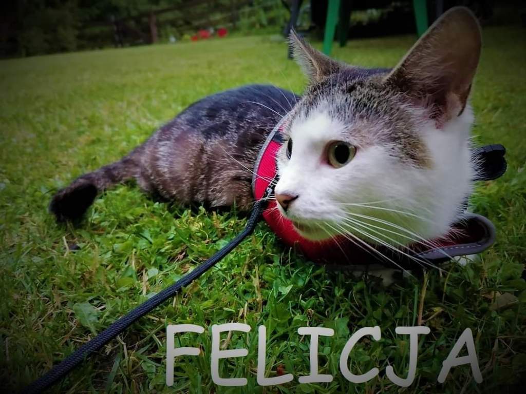 O TYM JAK JAREK KEFIR ZOSTAŁ&nbsp;KOCIARZEM