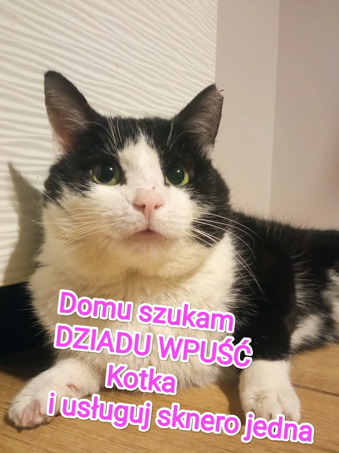 WSPANIAŁY KOTEK SZUKA DOMU [FOTO +&nbsp;INFO]
