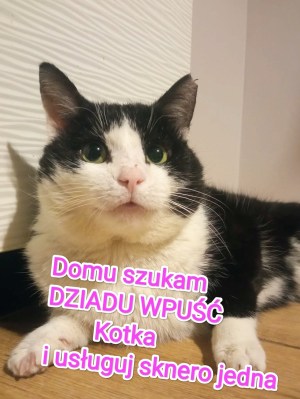 WSPANIAŁY KOTEK SZUKA DOMU [FOTO +&nbsp;INFO]