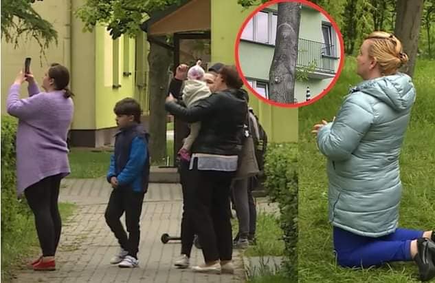 CUD (OBJAWIENIE) NA DRZEWIE W PARCZEWIE! TŁUMY IDĄ BY SIĘ MODLIĆ!