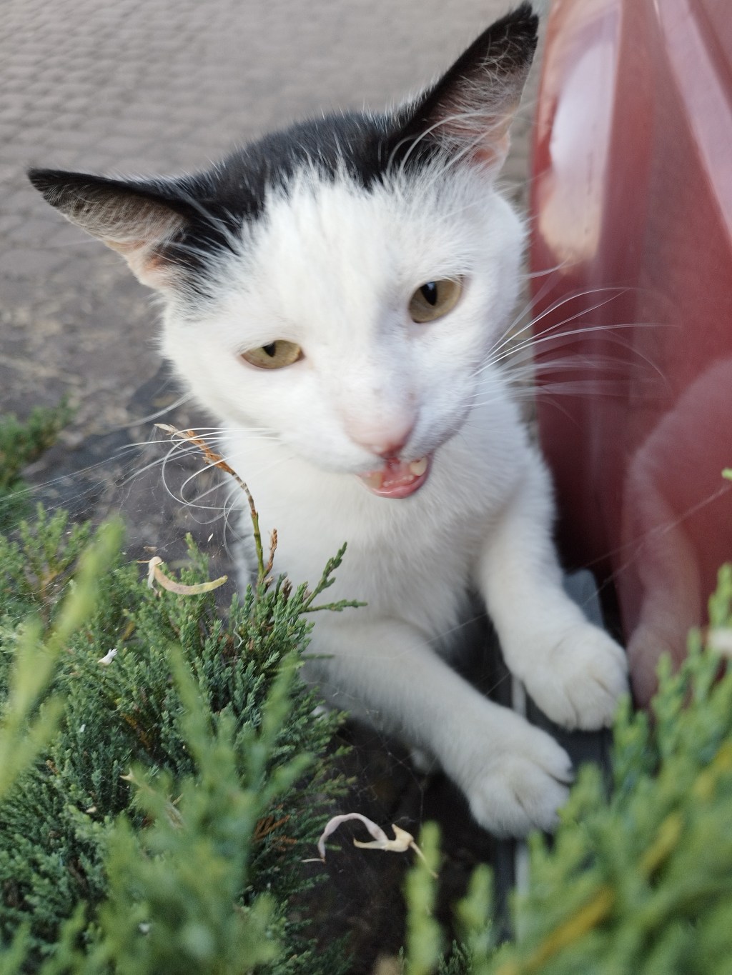 EPICKI KOTEK PODCZAS WYCIECZKI&nbsp;[FOTO]
