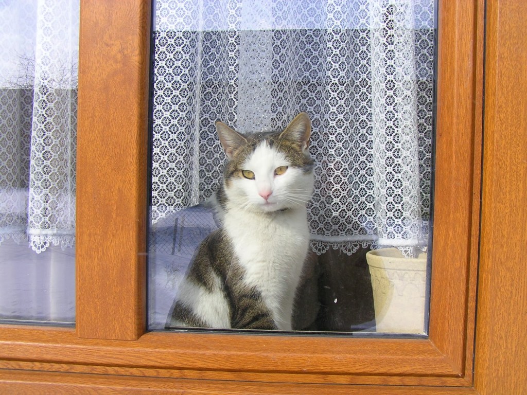 Fundacja Koci Las może zbankrutować. Czy 80 kotów trafi na&nbsp;bruk!?