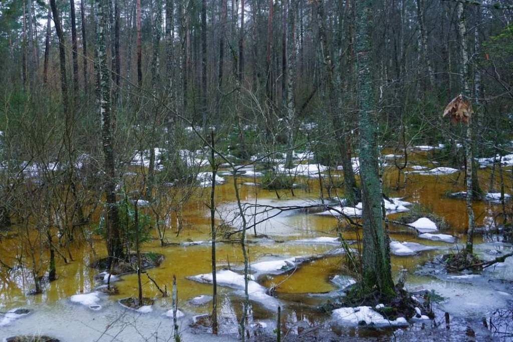 OBŁĘDNY LAS PO ROZTOPACH&nbsp;[FOTO]