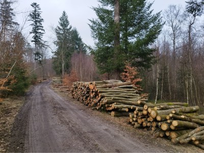 NIEWIARYGODNE! W LASACH TRWA RZEŹ&nbsp;DRZEW!