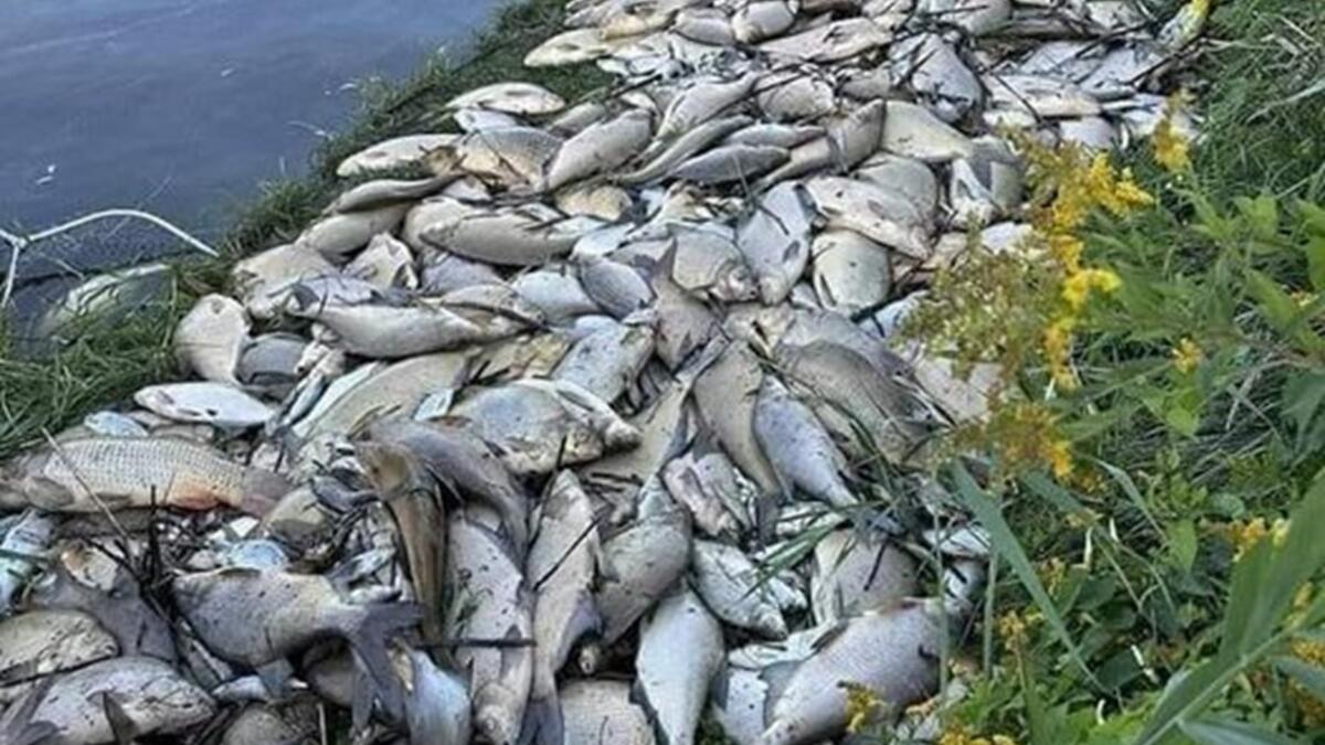 ODRA, DZIERŻNO: OLBRZYMIA KLĘSKA&nbsp;EKOLOGICZNA!