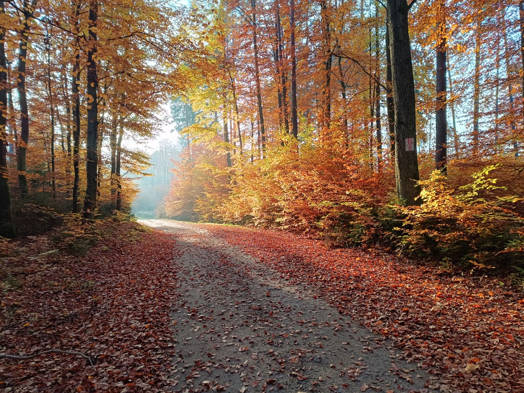 POTĘŻNE i UNIKALNE DRZEWA-POMNIKI&nbsp;PRZYRODY