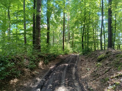 WARTO IŚĆ DO LASU? [FOTO]&nbsp;[3]