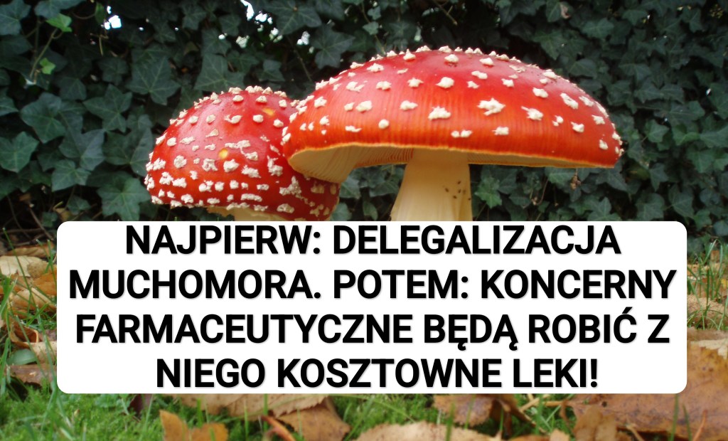 BIG PHARMA BIERZE SIĘ ZA AMANITA&nbsp;MUSCARIA!