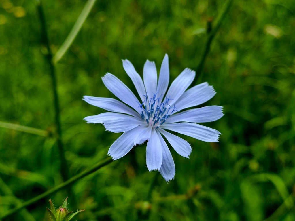 Niebieski kwiat na zielonym tle trawy.