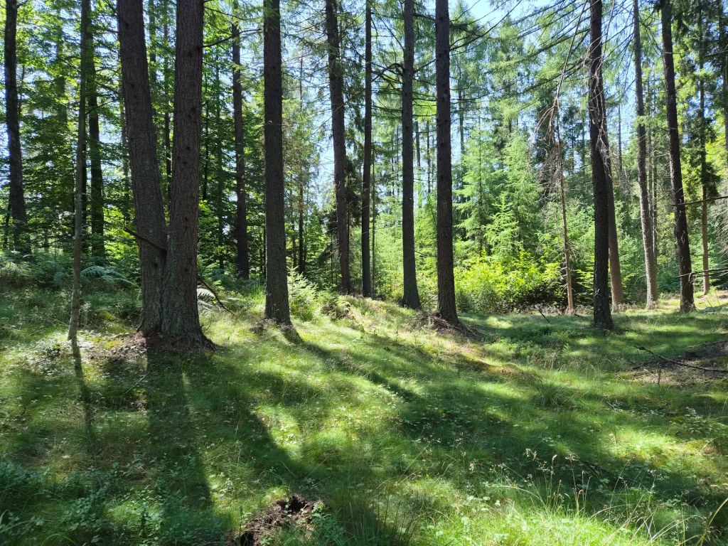 Widok na gęsty las z wysokimi drzewami, gdzie słońce pada przez liście, tworząc cienie na trawie.
