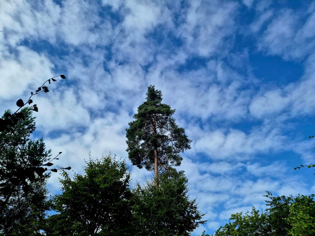 Wysoki sosna na tle błękitnego nieba z chmurami.