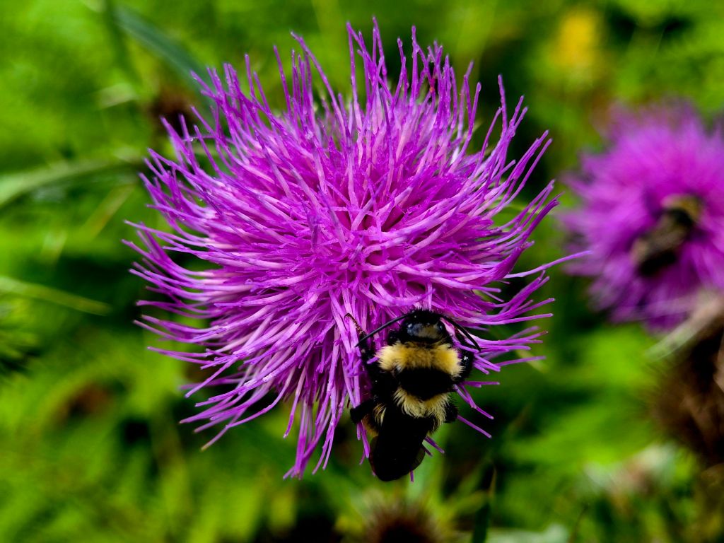 Bumblebee zbierająca nektar z fioletowej kwiatostanu o dużych, purpurowych włoskach.