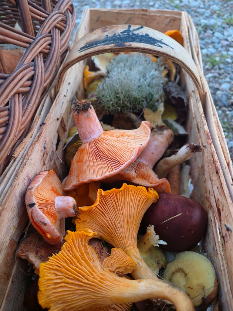 Kosz wypełniony świeżymi grzybami, w tym pomarańczowymi chanterelles, brązowymi grzybami i mchem.